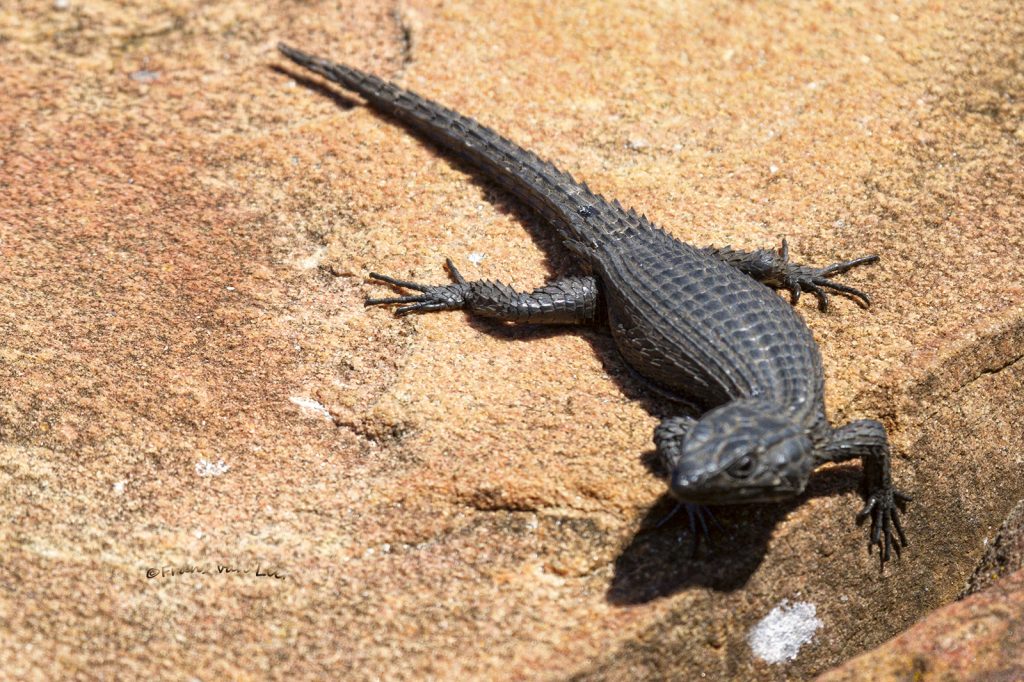 Black girdled lizard (Cordylus niger)