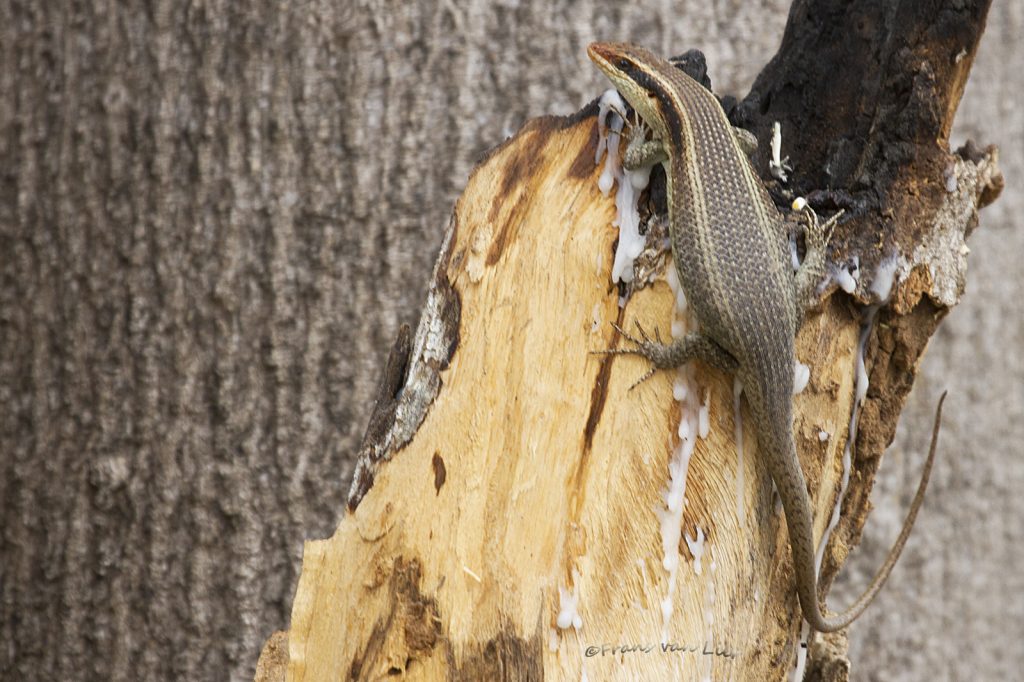 African Striped Skink (Trachylepis striata)