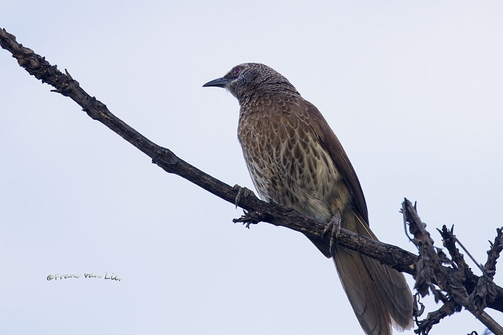 Hartlaub’s babbler (Turdoides hartlaubii)