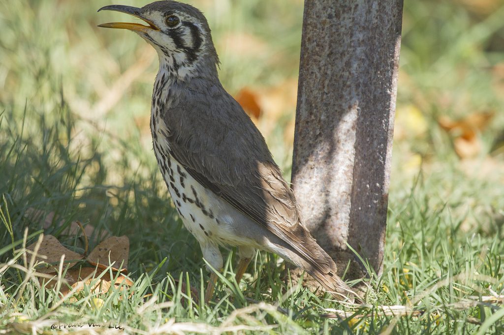 Groundscraper thrush (Psophocichla litsitsirupa)