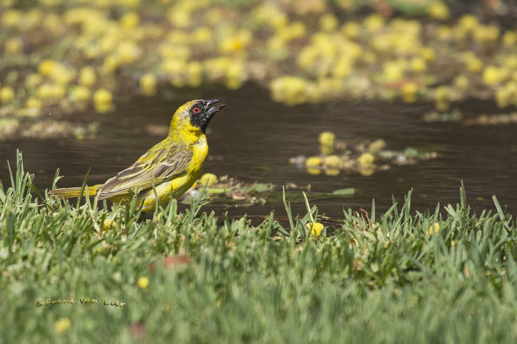 Southern masked weaver (Ploceus velatus)