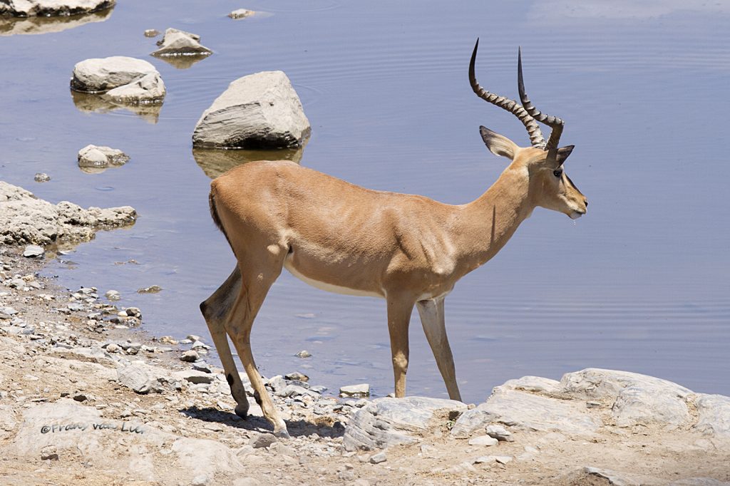 Impala (Aepyceros melampus)
