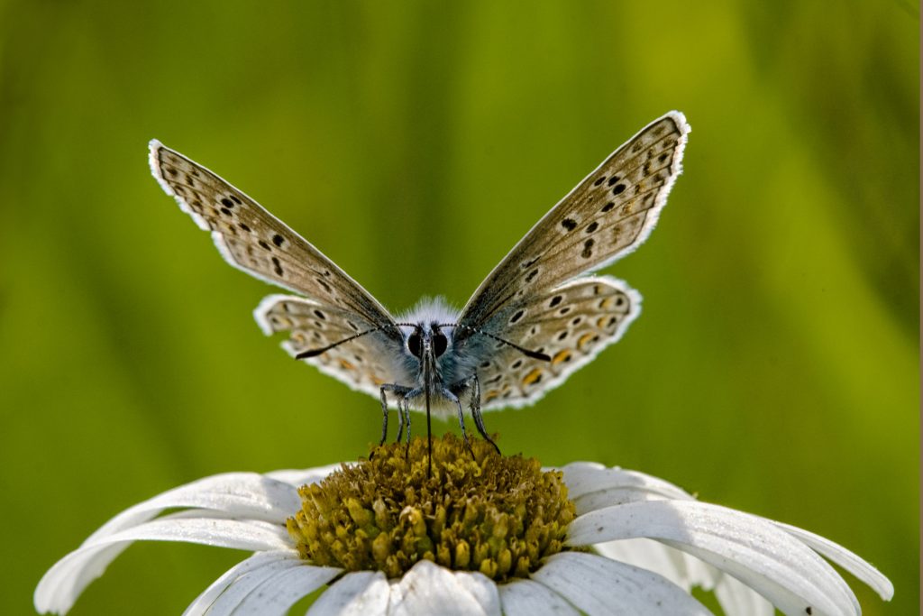 Icarus blauwtje (Polyommatus icarus)