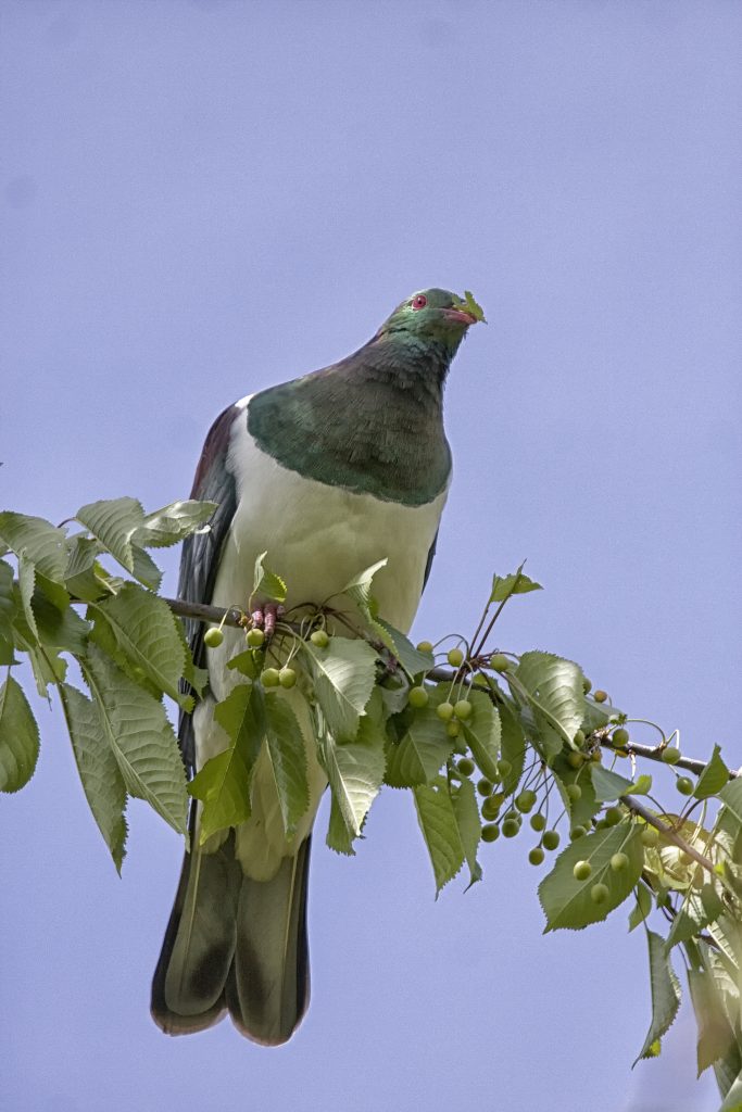 NZ duif (Hemiphaga novaeseelandiae)