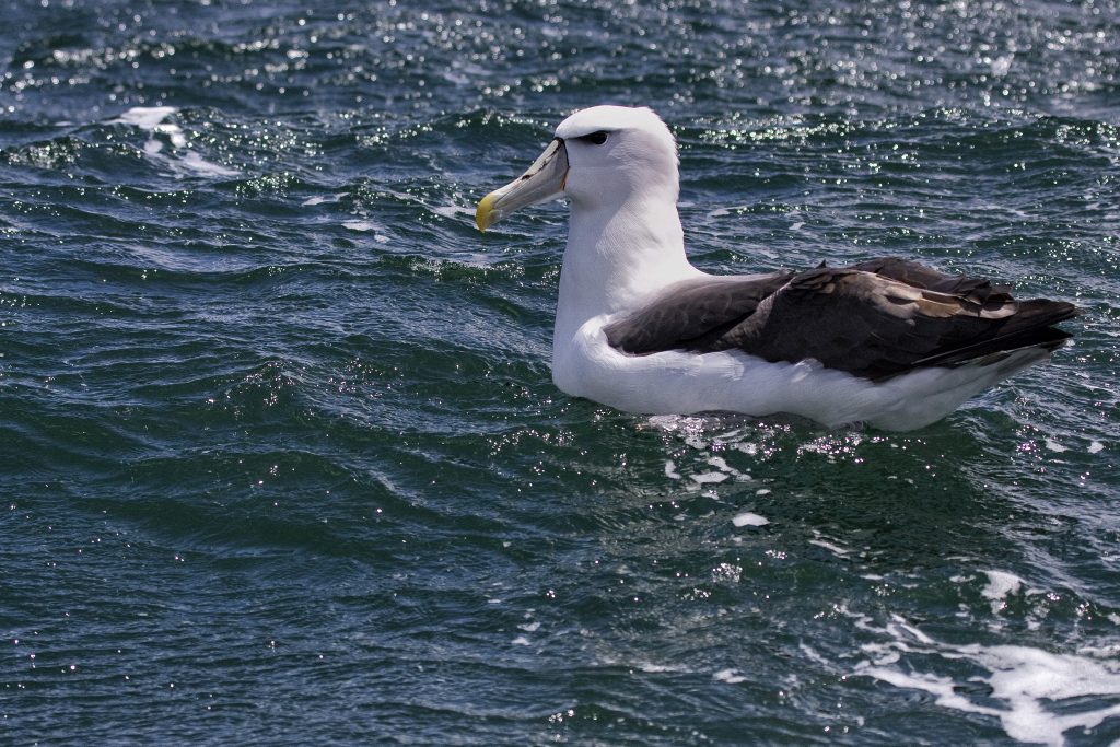 Shy Mollymawk (Thalassarche cauta)