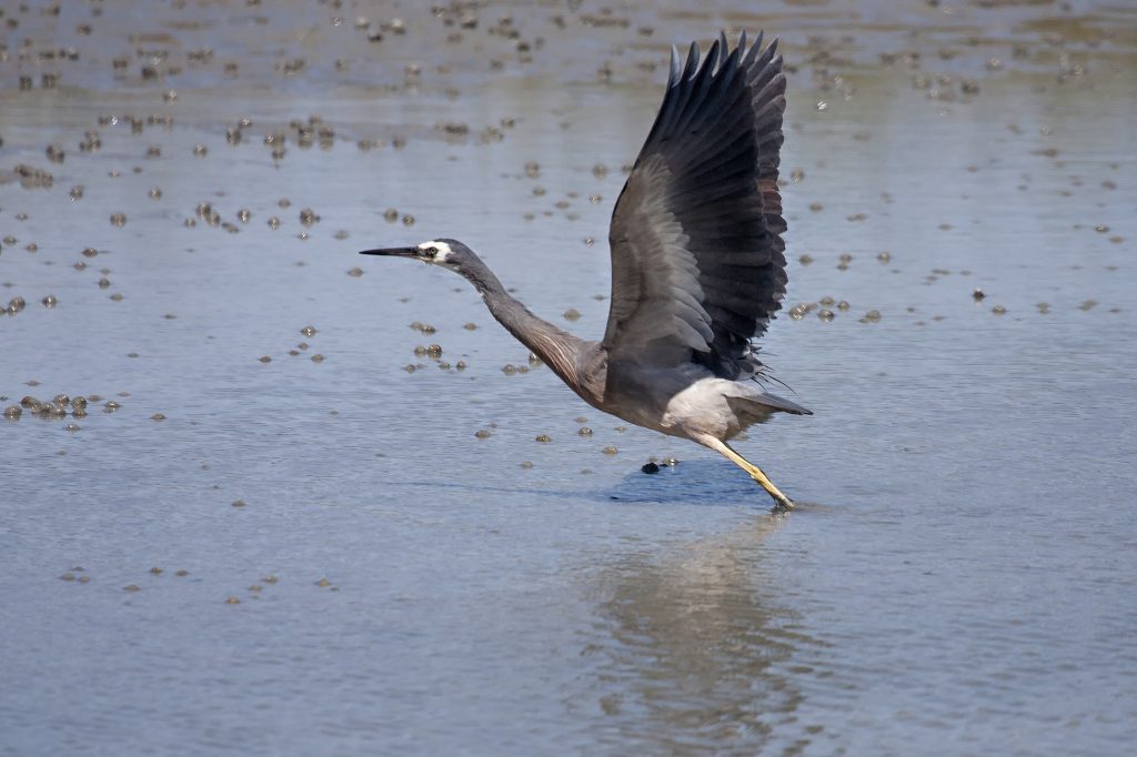 White-Faced Heron (Egretta novaehollandiae)
