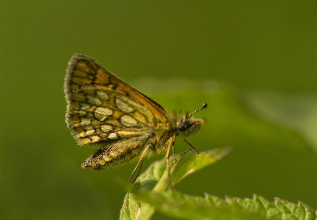 Bontdikkopje (Carterocephalus palaemon)