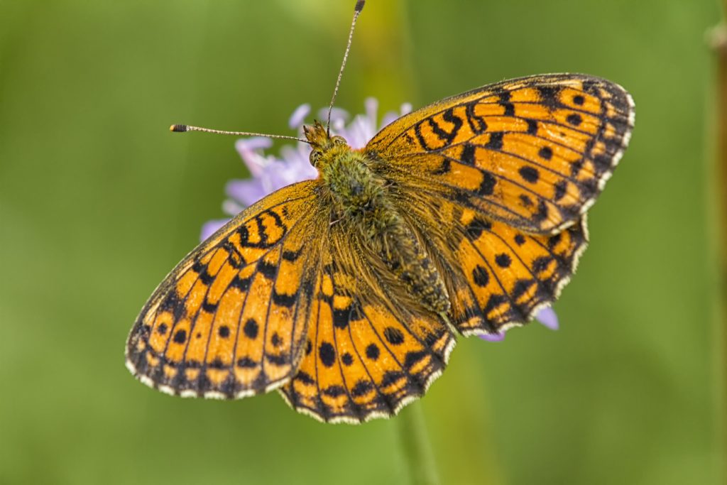 Braamparelmoervlinder (Brenthis daphne)