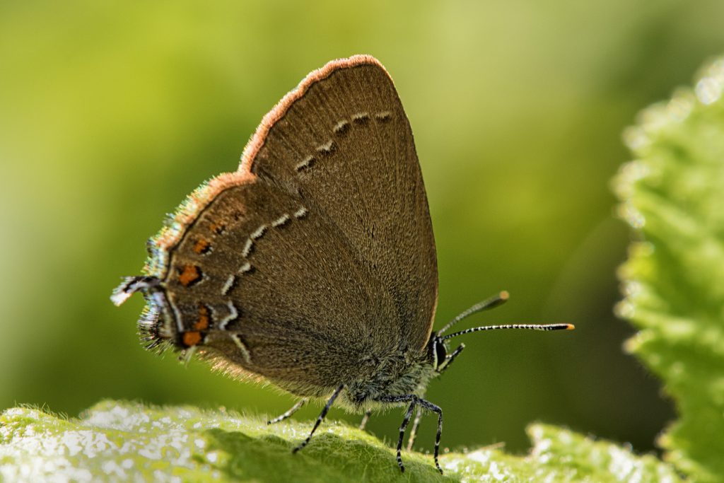 Bruine eikenpage (Satyrium ilicis)