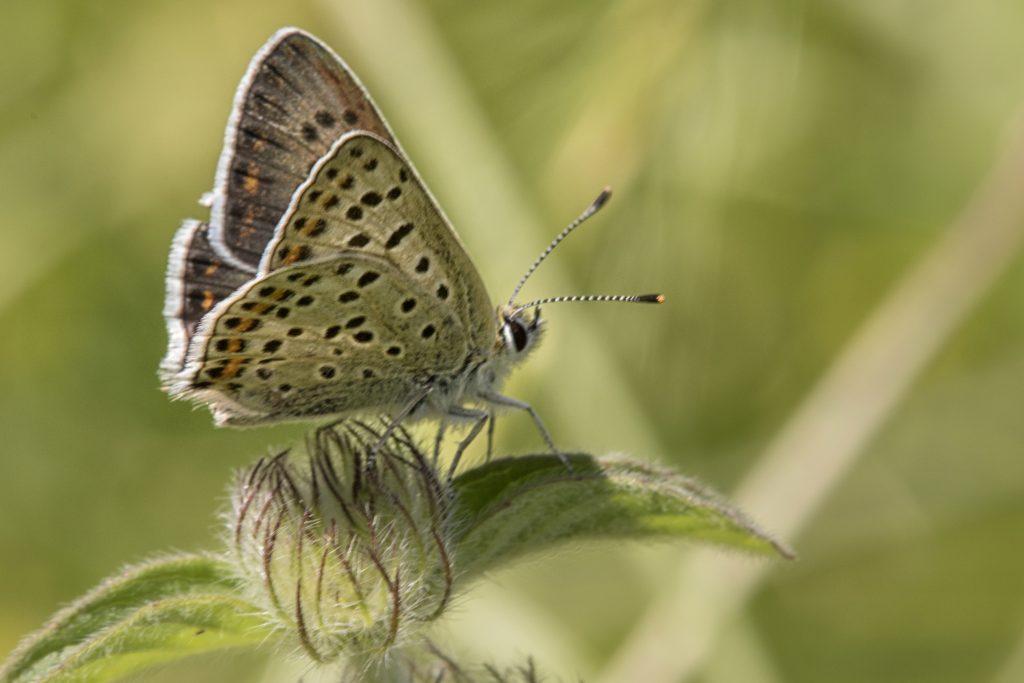 Bruine vuurvlinder (Lycaena tityrus)
