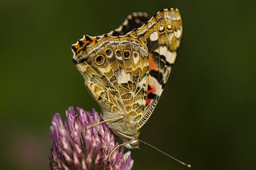 Distel vlinder (Vanessa cardui)