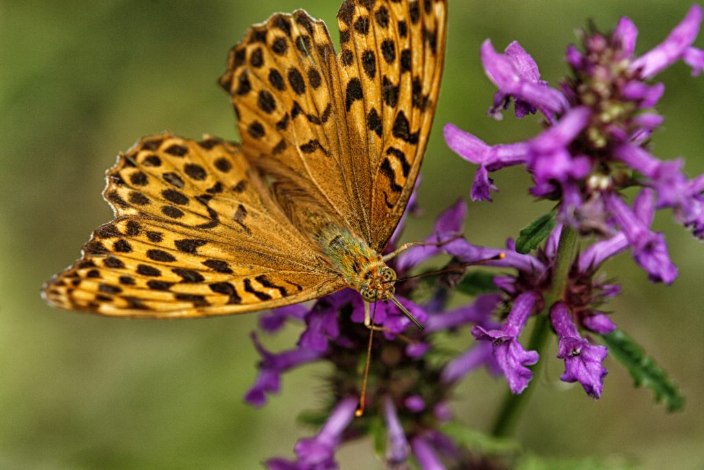 Gahakkelde aurelia (Polygonia c-album)