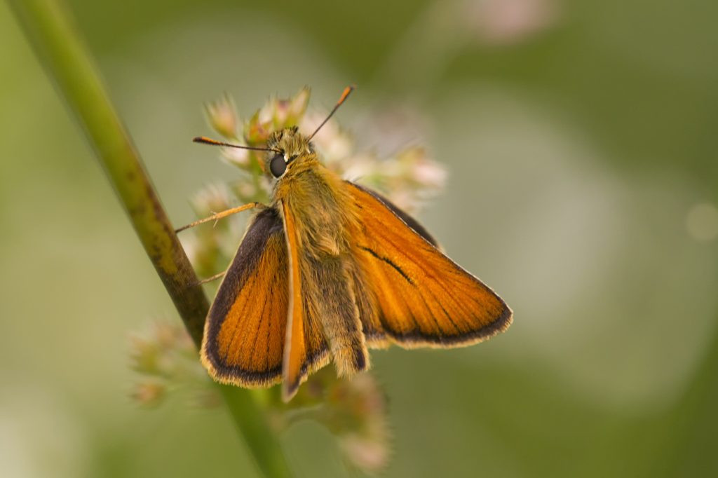 Geelsprietdikkopje (Thymelicus sylvestris)