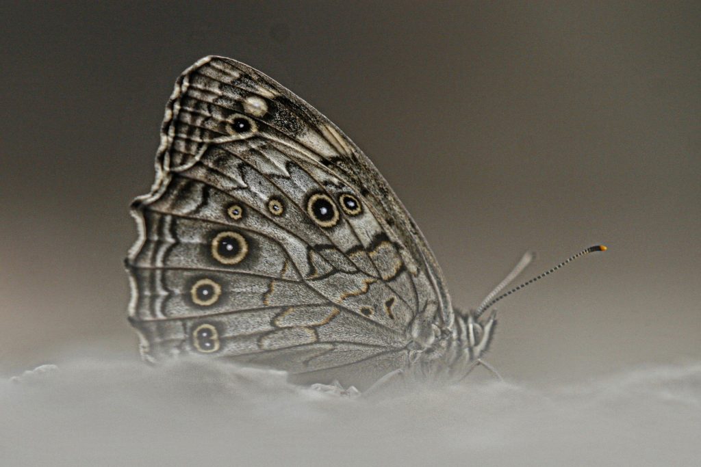 Groot schaduwzandoog (Kirinia roxelana)