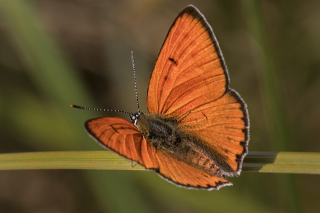 Grote vuurvlinder {Lycaena dispar)