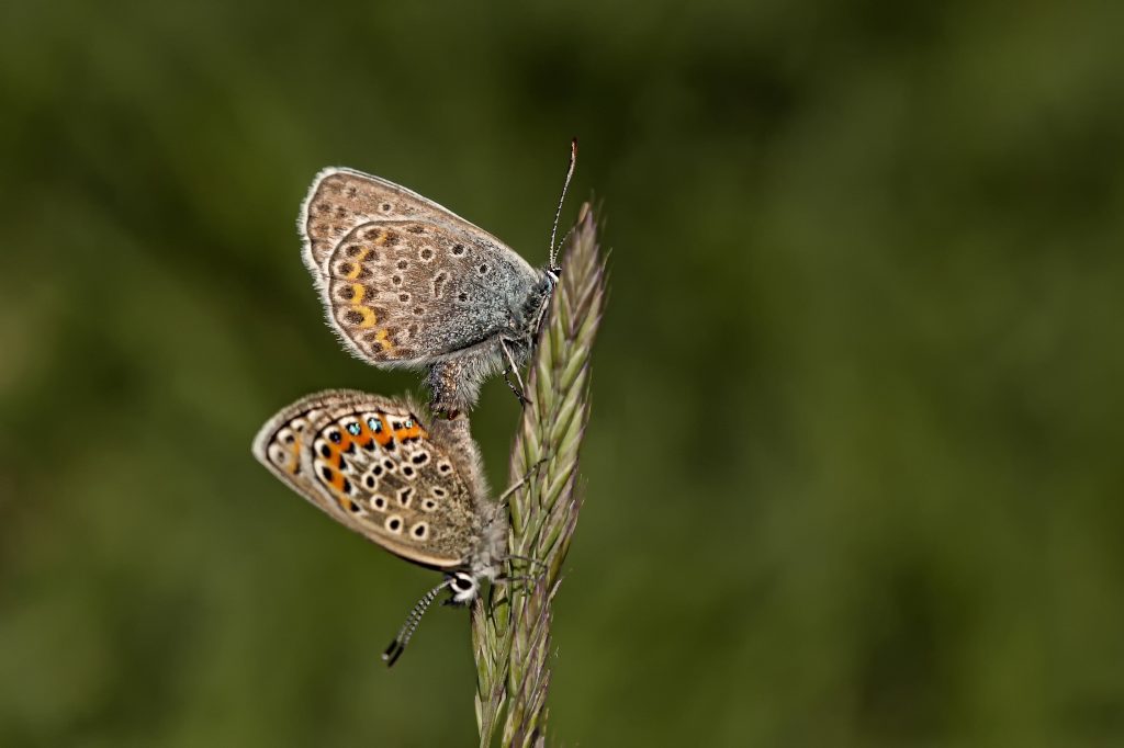 Heideblauwtje (Plebejus argus)