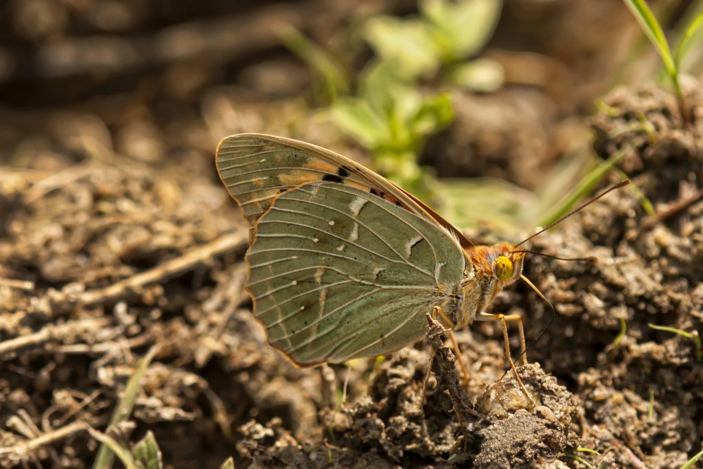 Kardinaalsmantel (Argynnis pandora)