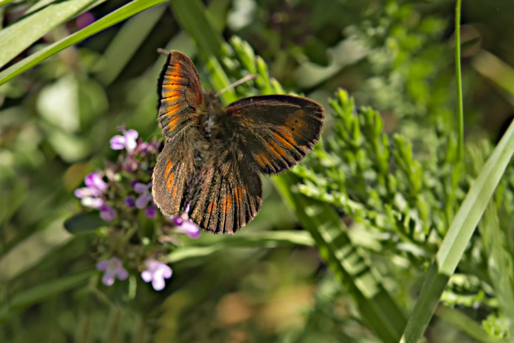 Boserebia (Erebia ligea)