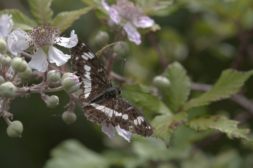 Kleine ijsvogelvlinder (Limenitis camilla)