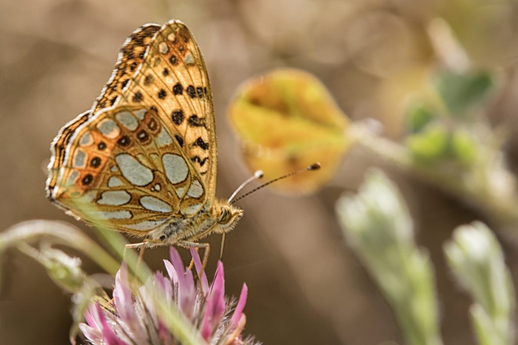Kleine parelmoervlinder (Issoria lathonia)