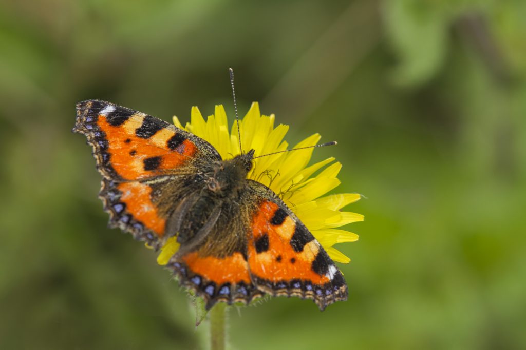 Kleine vos (Aglais urticae)