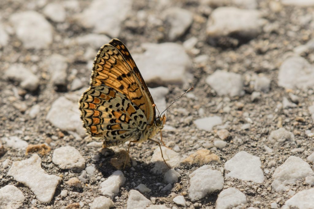 Knoopparelmoer vlinder (Melitaea phoebe)