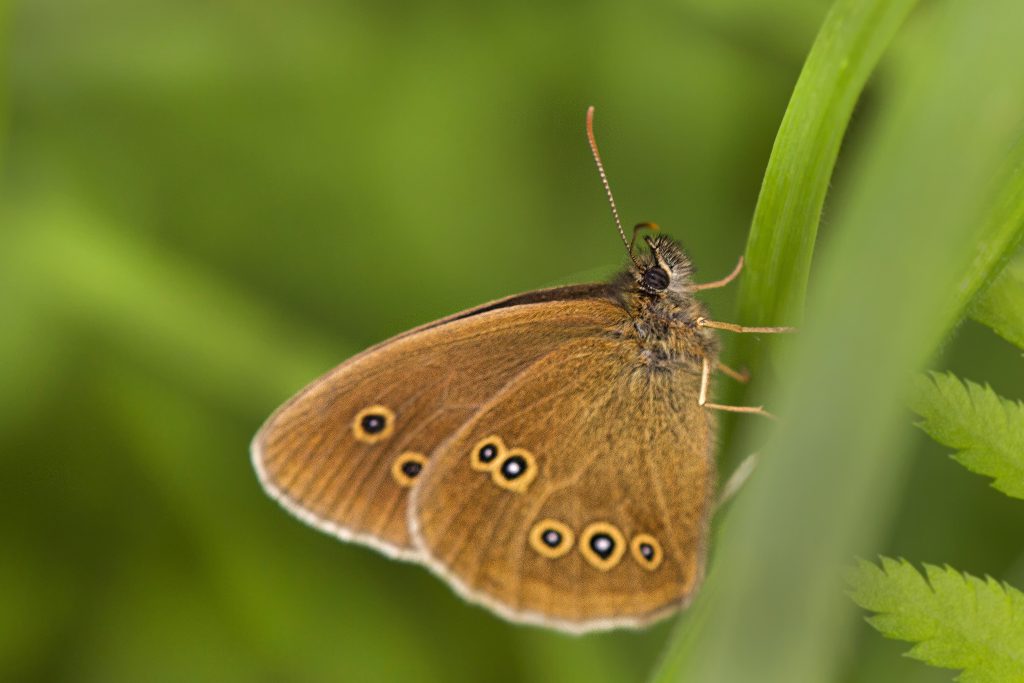 Koevinkje (Aphantopus hyperantus)