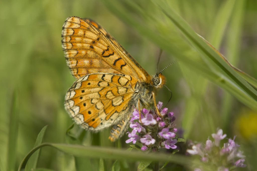 Moerasparelmoervlinder (Euphydryas aurinia)