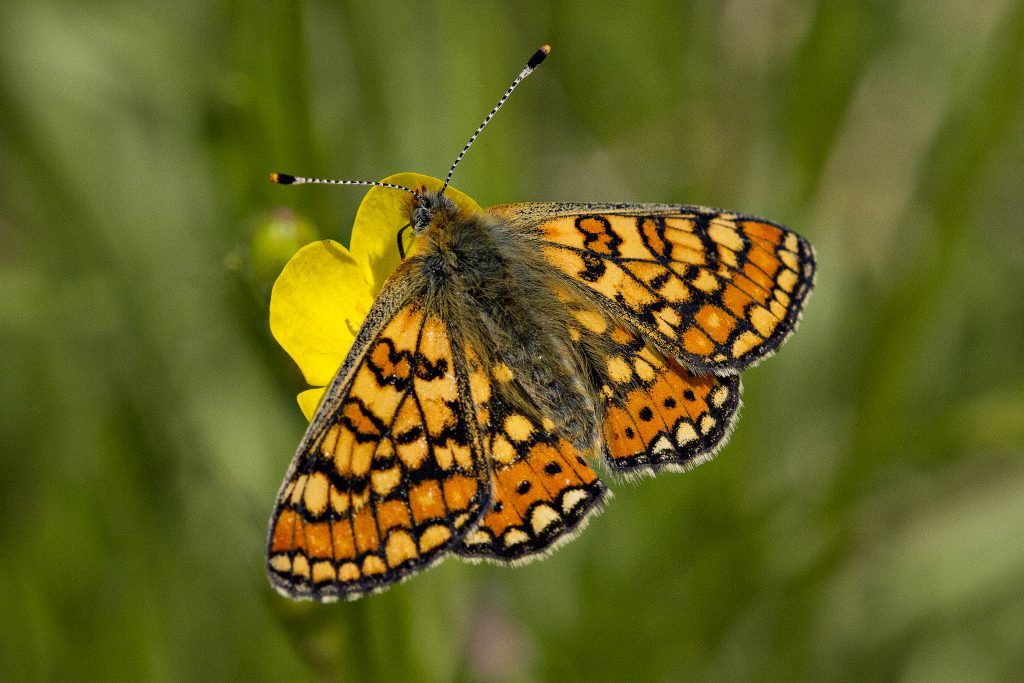 Moerasparelmoervlinder (Euphydryas aurinia)