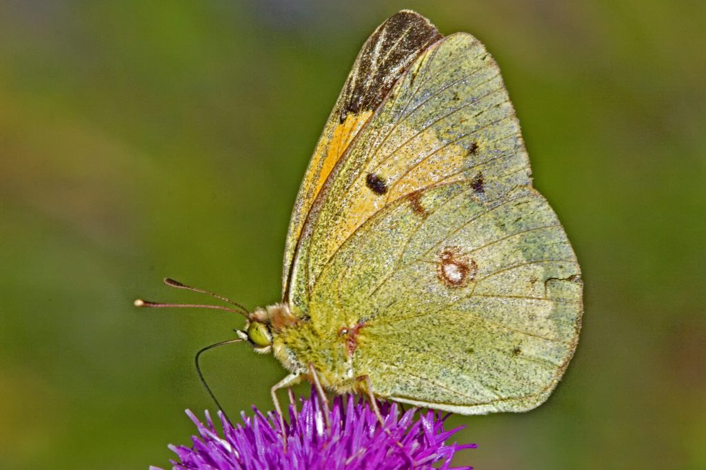 Oranje luzernevlinder (Colias croceus)