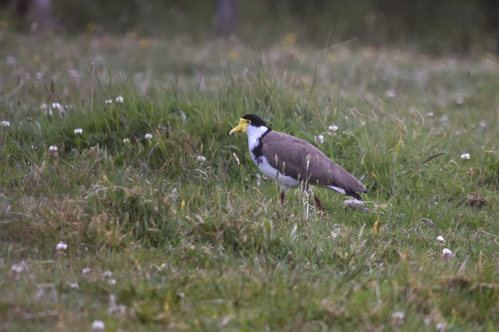 Spur-winged plover (Vanellus spinosus)