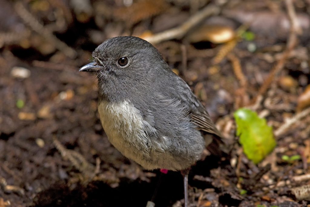 Tomtit (Petroica macrocephala)