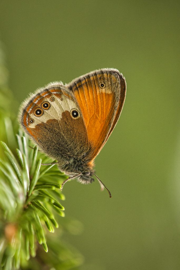 Tweekleurig hooibeestje (Coenonympha arcania)