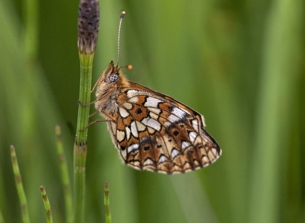 Ziveren maan (Boloria selene)