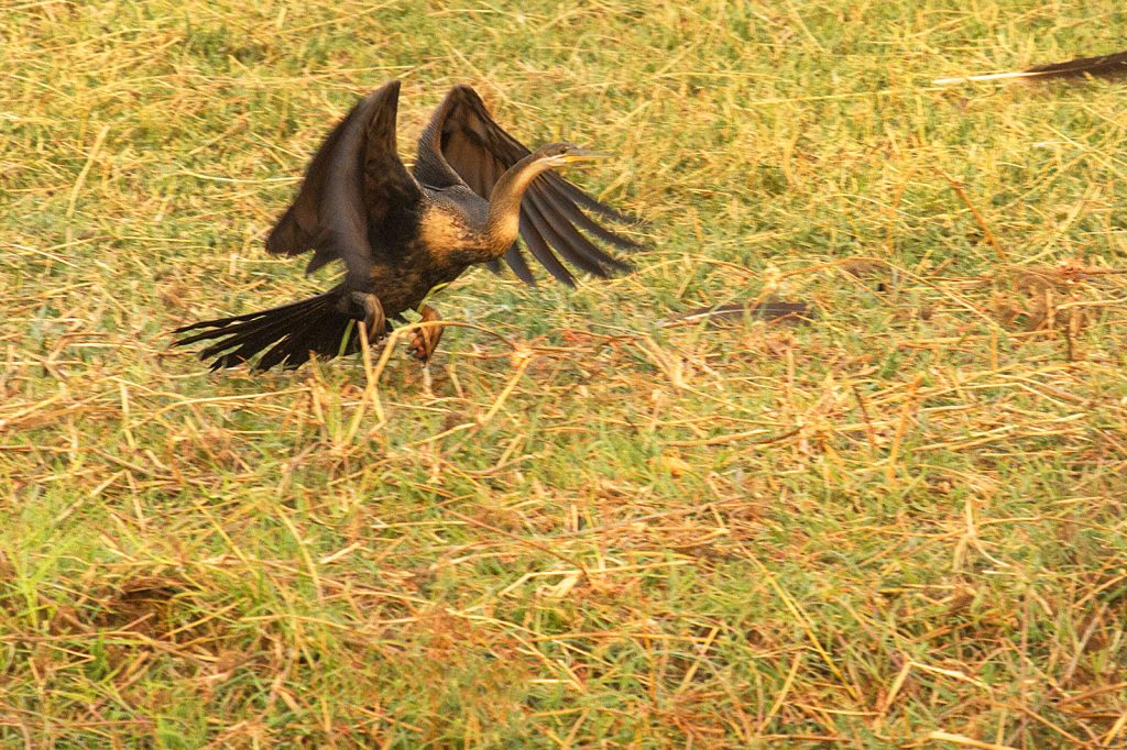 Afrikaanse slangenhalsvogel (Anhinga rufa)