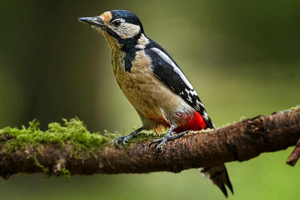 Grote bonte specht (Dendrocopos major)