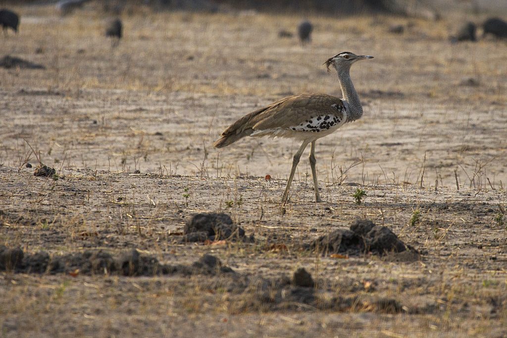 Kori bustard (Ardeotis kori)