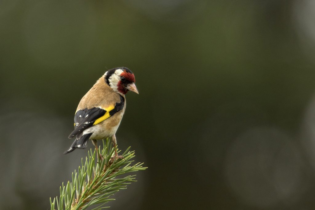 Putter Carduelis carduelis)