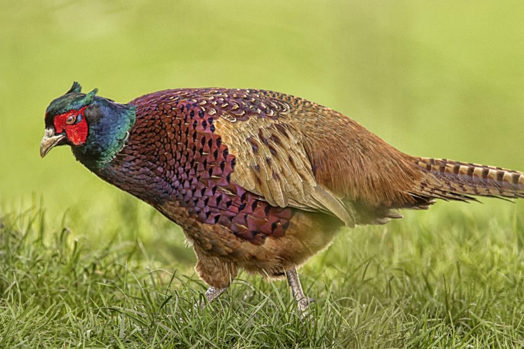 Fazant (Phasianus colchicus)