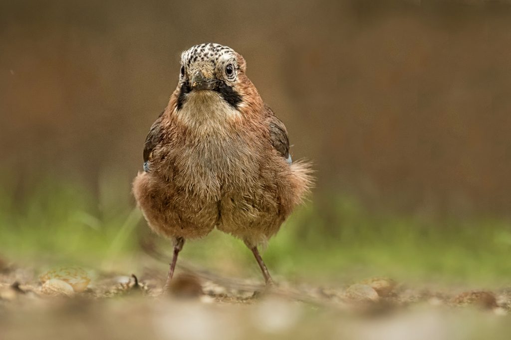 Gaai (Garrulus glandarius)