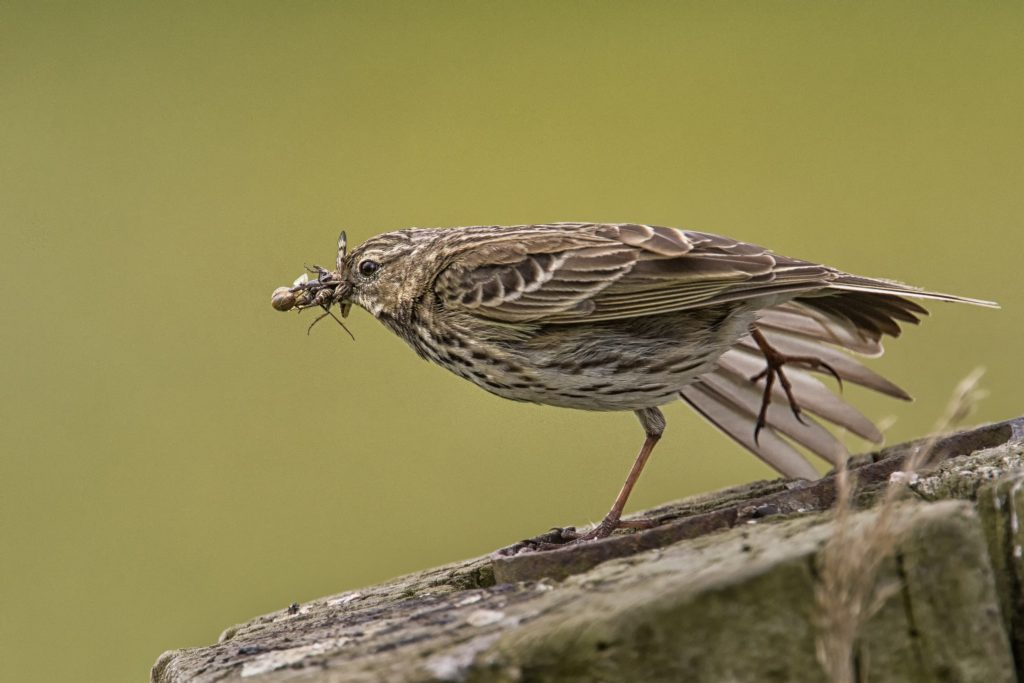 Graspieper (Anthus pratensis)