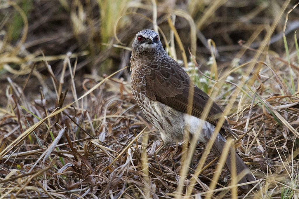 Hartlaub’s babbler (Turdoides hartlaubii)