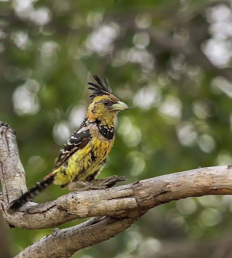 Kuifbaardvogel (Trachyphonus vaillantii)