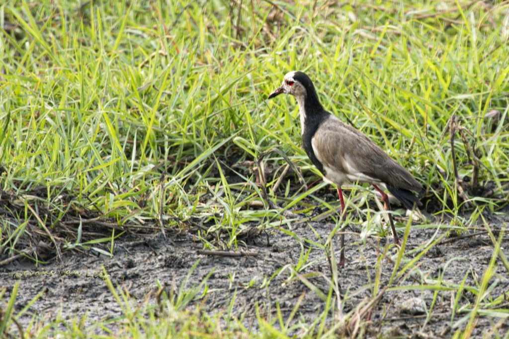 Langteenkievit (Vanellus crassirostris)