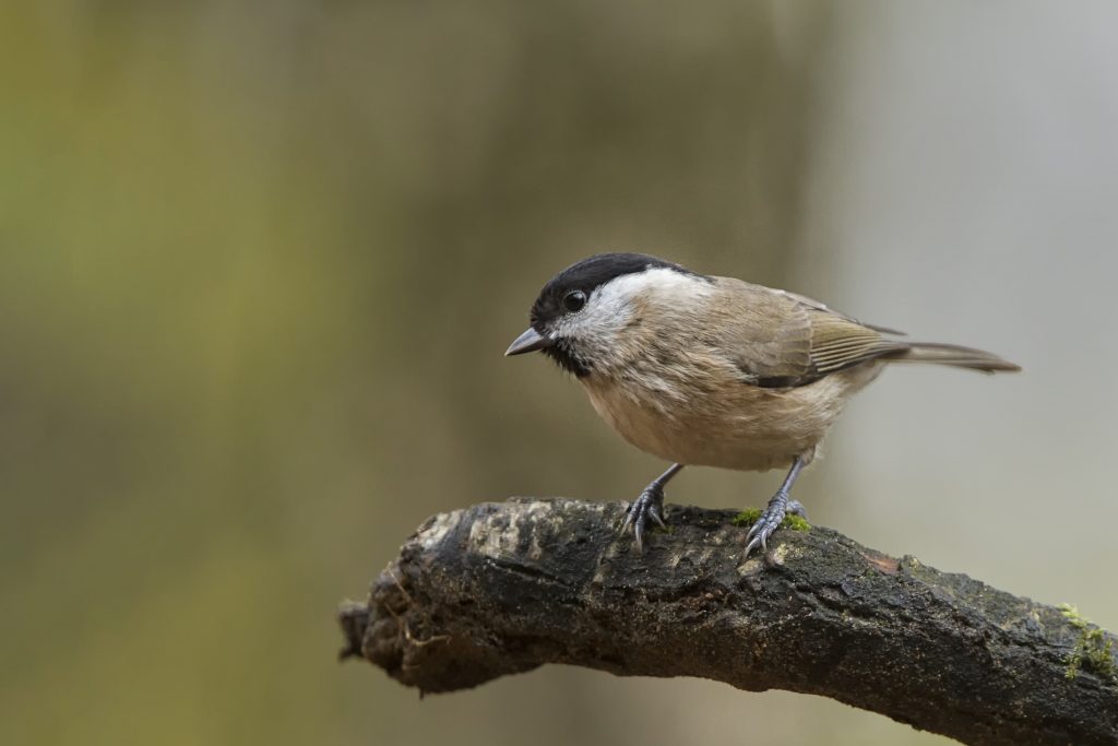 Matkop (Poecile montanus)