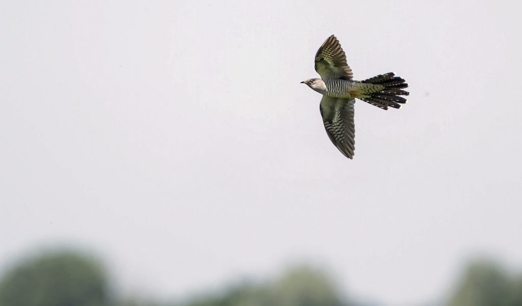 Koekoek (Cuculus canorus)