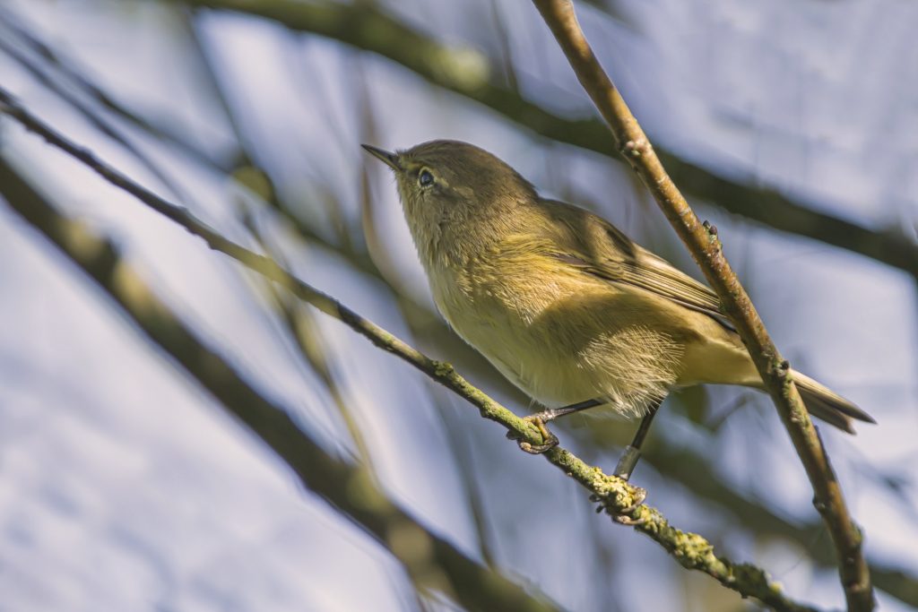 Tjiftjaf (Phylloscopus collybita)