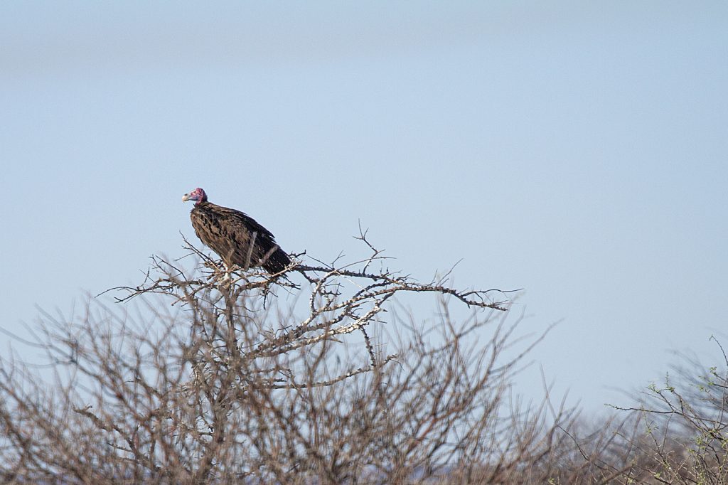 Oorgier (Torgos tracheliotos)
