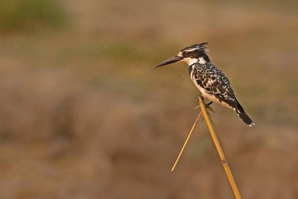 Pied kingfisher (Ceryle rudis)