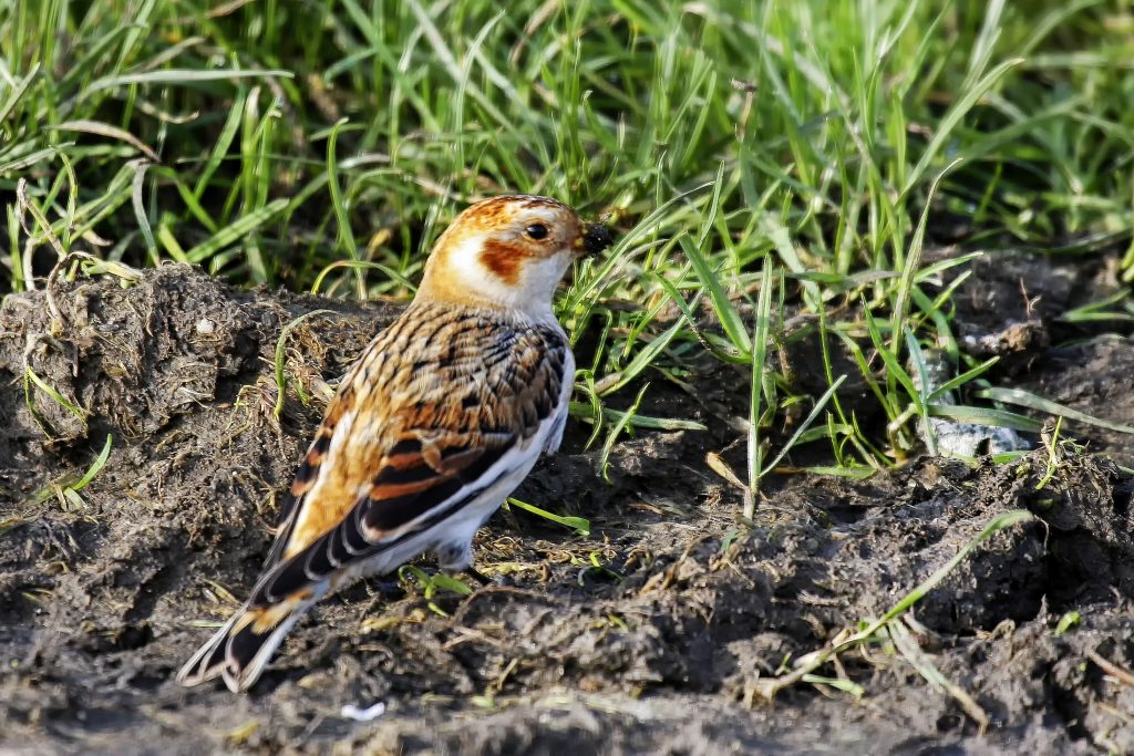 Sneeuwgors (Plectrophenax nivalis)